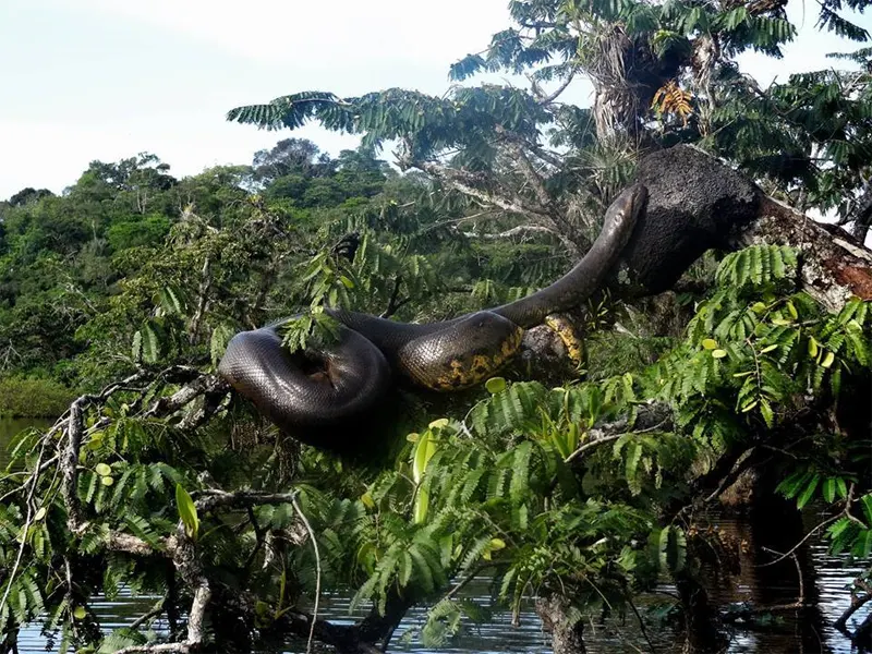 Río amazónico con selva